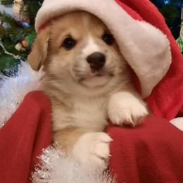 Pembroke Welsh Corgi Puppies from Iron Moss Ranch
