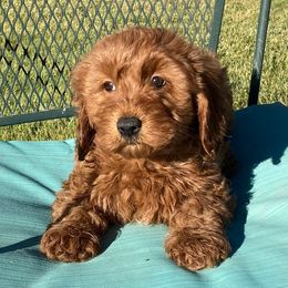 "Sparkler, female, available 6-30-22" Goldendoodle Puppies from OnlyGoldendoodles