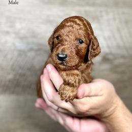 Jax - Red  male Poodle puppy in Abilene, Texas from Mesquite Kennels