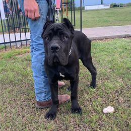 Cane Corso from Small Town Kennel