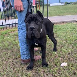 Cane Corso from Small Town Kennel