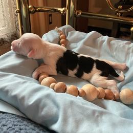 Kiwi kiss - White and black female Tibetan Terrier puppy in Virginia from Tripitaka