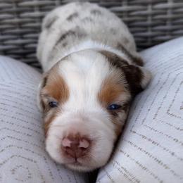 Australian Shepherd Puppies from Raybell Ridge Farm