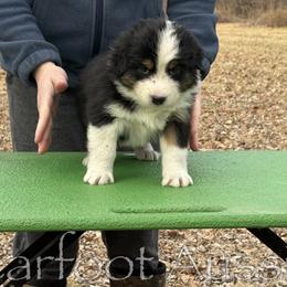 Boy 2 - Black tri-color male Australian Shepherd puppy in Lowell, Indiana from Bearfoot Aussies and Tollers