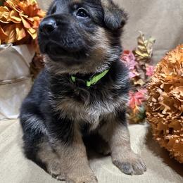 German Shepherd Puppies from Misty Hills German Shepherds