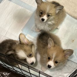 American Corgi Puppies from Martinez Corgis