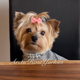 Olive - Yorkshire Terrier