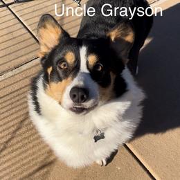 Pembroke Welsh Corgi Puppies from Corgipuppystore