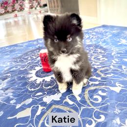 Katie - Black female Pomsky puppy in Long Grove, Illinois from Windy City Pomsky
