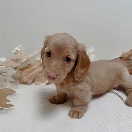Bowie - Cream female Dachshund puppy in San Diego, California from Enchantables