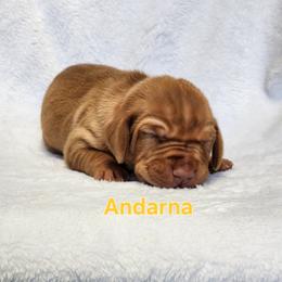 Dragon 4 - Golden rust female Vizsla puppy in Kentucky from Willow Ridge Kennel