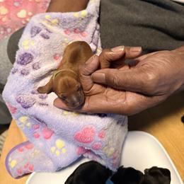 Miniature Pinscher Puppies from Bridget GreenBoddy