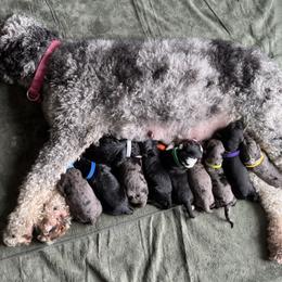 Bernedoodle Puppies from Wild Grace Farm Pups