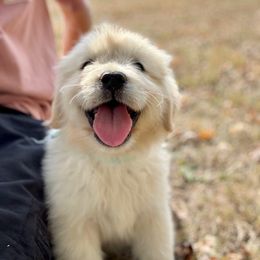 Teal collar - Light golden female Golden Retriever puppy in Decatur, Indiana from Golden Bundles