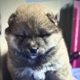 Kisses - Red female Shiba Inu puppy in Gladewater, Texas from Mirage Siberians