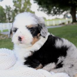 Ozzie-BLUE EYE - Blue merle male Bernedoodle puppy in Apple Creek, Ohio from Cuddle Paws