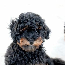 Justice - Phantom male Poodle puppy in Goliad, Texas from Sassy Lil Aussies and Diamond W Poodles