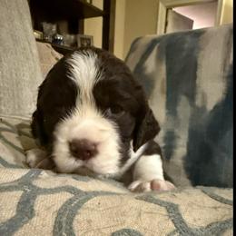 Bob Dylan - Liver and white male English Springer Spaniel puppy in Memphis, Tennessee from Lynn Bee Avenue
