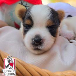 Gwen Stacy - Black tan and white female Biewer Terrier puppy in California from Corazon de gigante