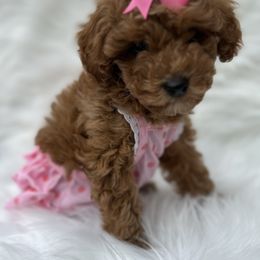 Biewer Terrier and Poodle Puppies from Alpha Tiny Paws