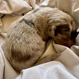 Pumpkin - Red merle female Australian Shepherd puppy in Arizona from BRR Aussies