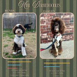 Bernedoodle puppies from Kallams Bernedoodles & Bernese Mountain Dogs