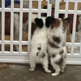 Norwegian Elkhound and Papillon Puppies from Mikanon