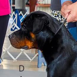 Howard - Rottweiler