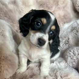 Colby - Black and cream male Dachshund puppy in Lincoln, California from ForeversEdge Doxies