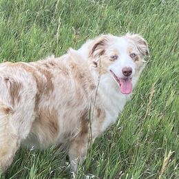 Miniature Australian Shepherds from Rice Creek Aussies