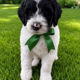 Greg - Black and white male Sheepadoodle puppy in Leeton, Missouri from Jane's Sheepadoodles