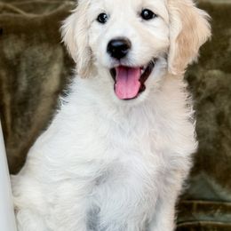 Goldendoodle Puppies from Gentry Doodles