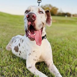 Dachshunds and Great Danes from Southern Barron Danes & Dachshunds