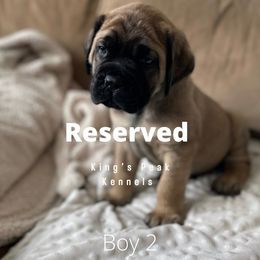 Boy 4 - Mastiff puppy in Kanosh, Utah from King’s Peak Kennels
