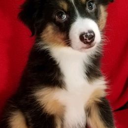 Miniature Australian Shepherds and Toy Australian Shepherds from Triple Ten Aussies