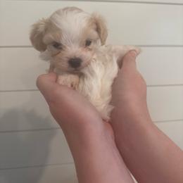 Flounder - Cream male Cavapoo puppy in Lafayette, Oregon from Wine Country Cavapoos