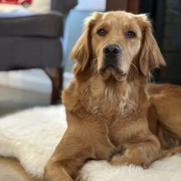Freya - Golden Retriever