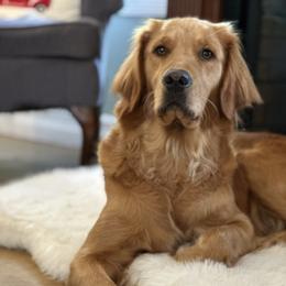Freya - Golden Retriever