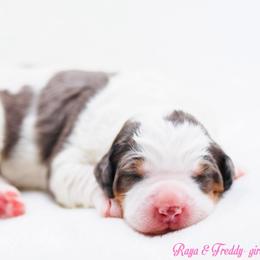 Oatmeal - Grey and white female Bernedoodle puppy in Diamond Bar, California from Furrytaildoodles