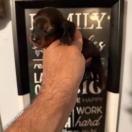 Jet - Black and tan male Dachshund puppy in South Haven, Kansas from Keen's Dachshunds