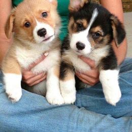 Pembroke Welsh Corgi Puppies from Loves Classic Corgis
