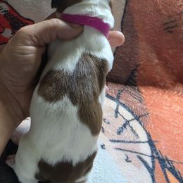 Pink - Mahogany and white female Basset Hound puppy in Russellville, Kentucky from Morse's Basset Hounds