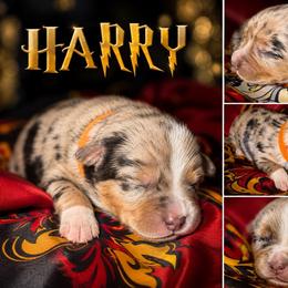 Harry - Blue merle male Australian Shepherd puppy in Evart, Michigan from Torry's Full Draw Aussie’s