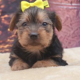 Jake - Black and tan male Yorkshire Terrier puppy in Lamar, Missouri from RJ’S Classy Yorkies