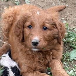 Ella - Red  female Goldendoodle puppy in Indiana, Pennsylvania from Kathy's Doodles