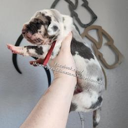 Red Collar - Harlequin male Great Dane puppy in Alton, Illinois from Show Me Great Danes and Basset Hounds