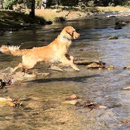 Golden Retriever Puppies from Crowders Creek Goldens