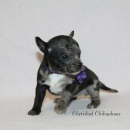 Jade - Blue merle female Chihuahua puppy in Willamina, Oregon from Cherished Chihuahuas