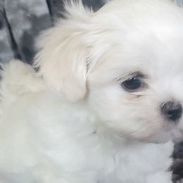 Maltese from Linda's Lovely Maltese
