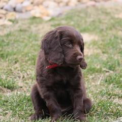 Boykin Spaniel Puppies from Bayhill Boykins